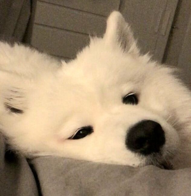 Елизавета Ц.