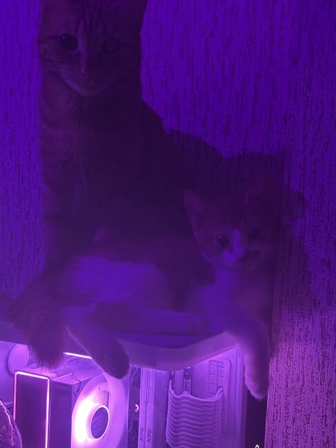 Екатерина Л.